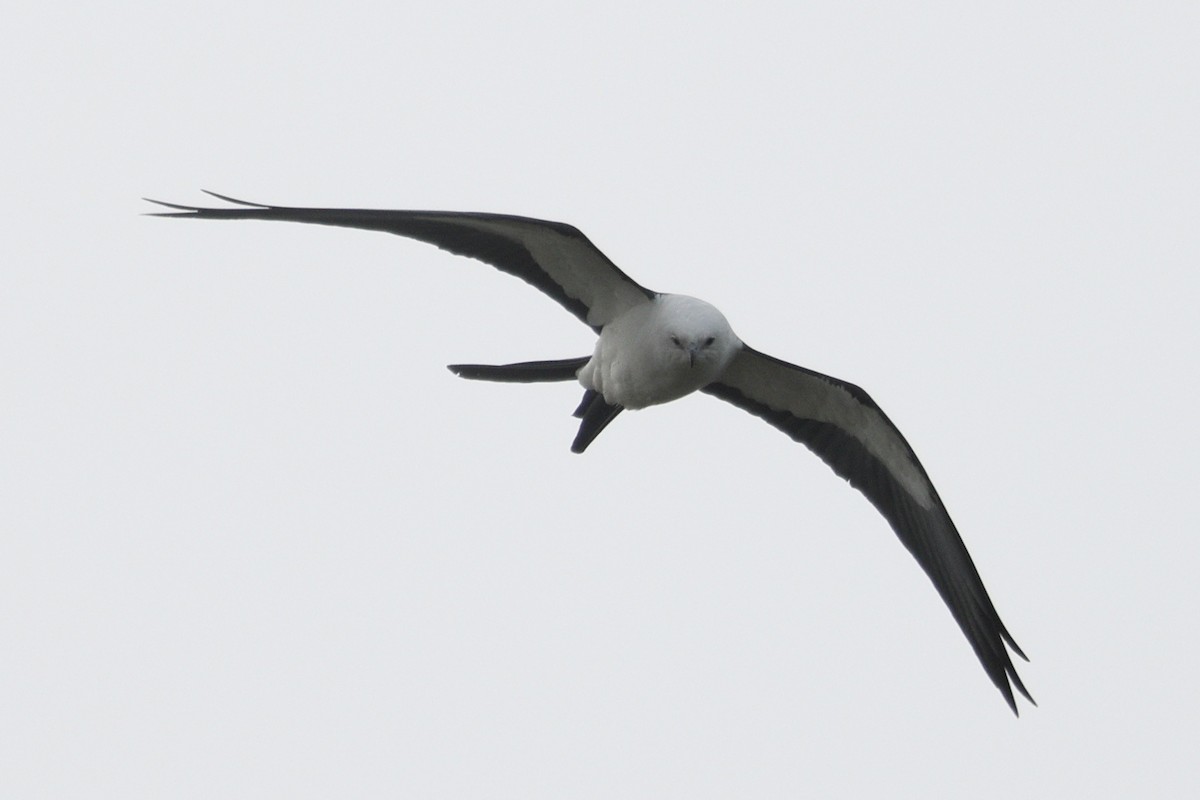 Swallow-tailed Kite - ML616229575