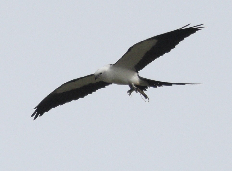 Swallow-tailed Kite - ML616229576