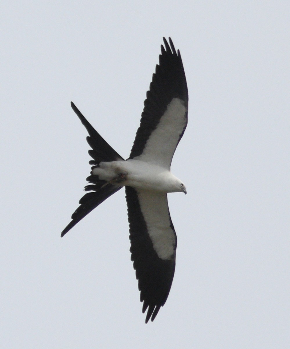 Swallow-tailed Kite - ML616229577