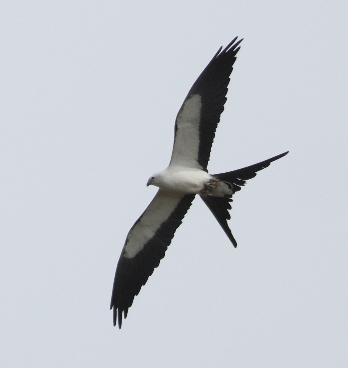 Swallow-tailed Kite - ML616229578