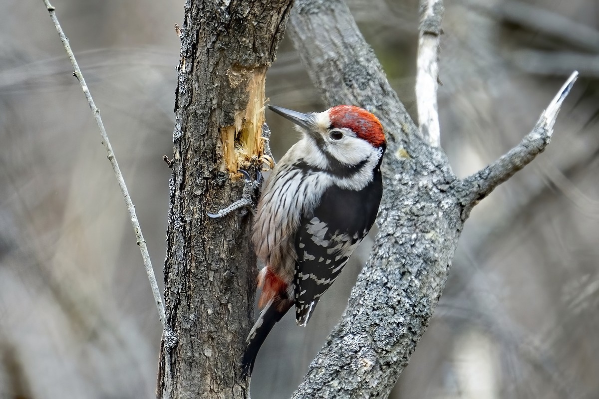 White-backed Woodpecker - ML616229682