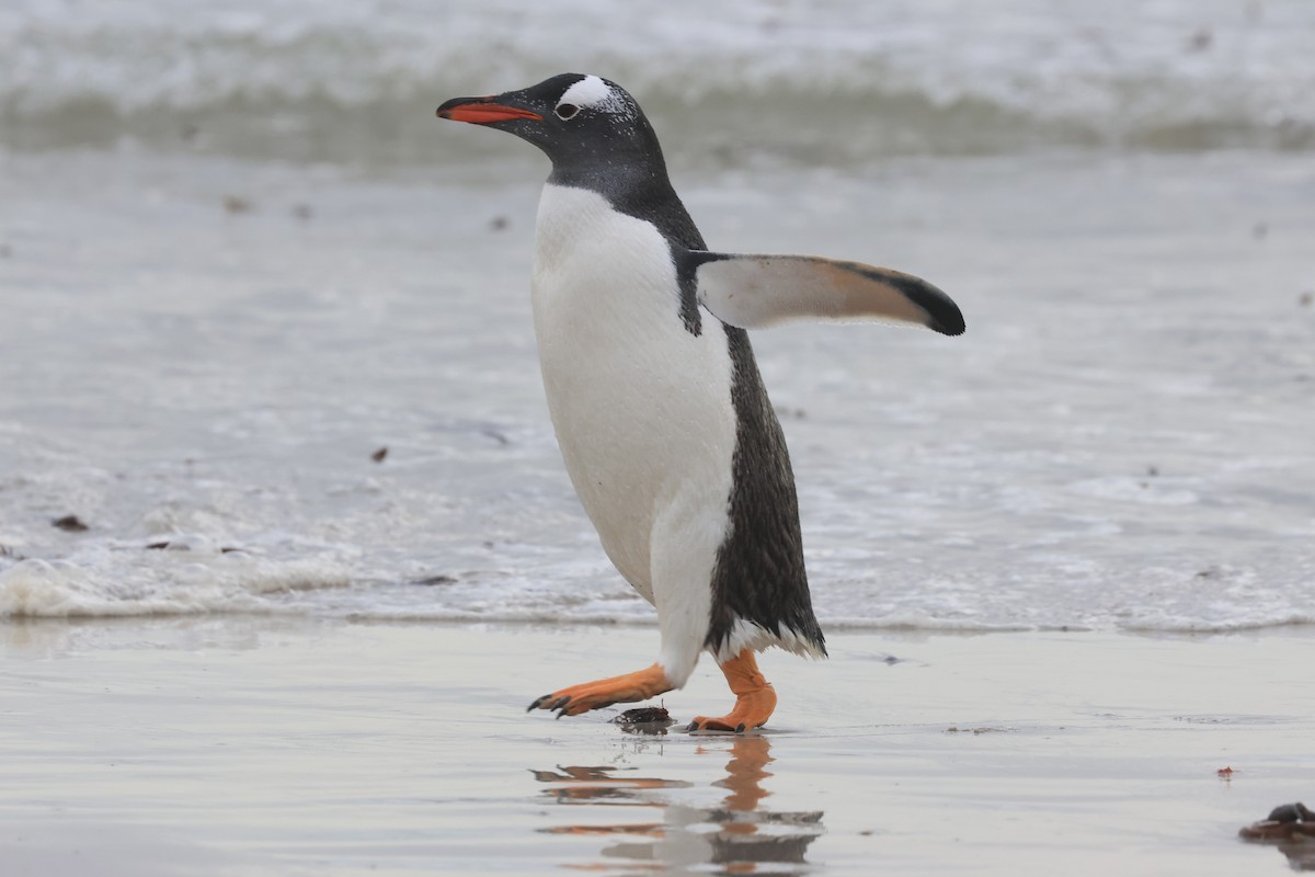 Gentoo Penguin - James Lees