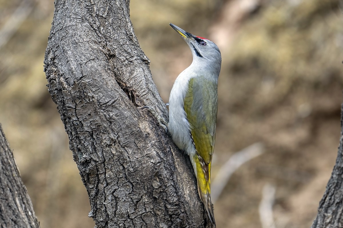Gray-headed Woodpecker (Gray-headed) - Su Li