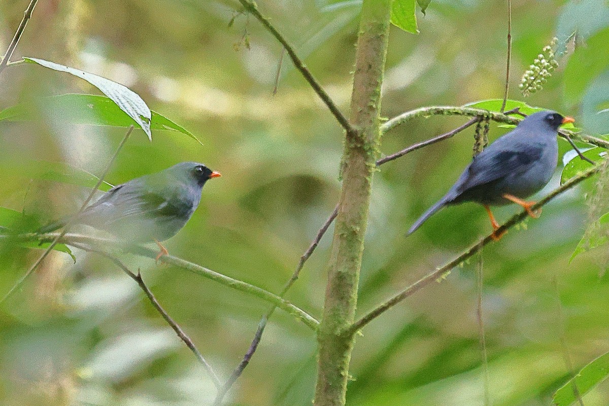 Black-faced Solitaire - ML616229896
