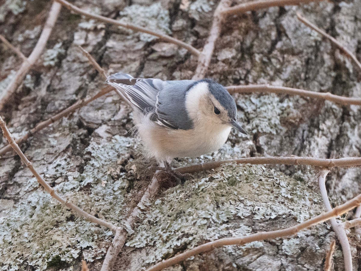 White-breasted Nuthatch - ML616230120