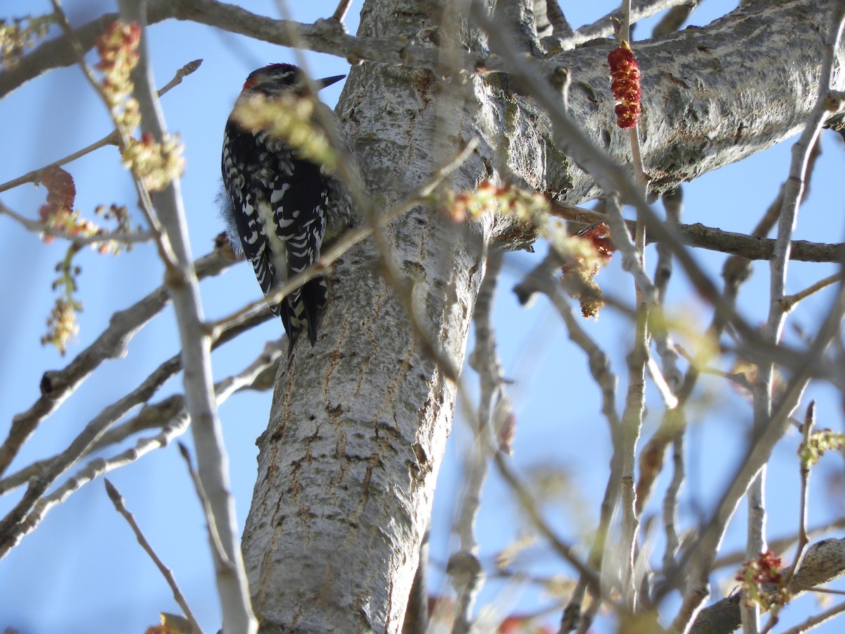 Red-naped Sapsucker - Wendy Beers