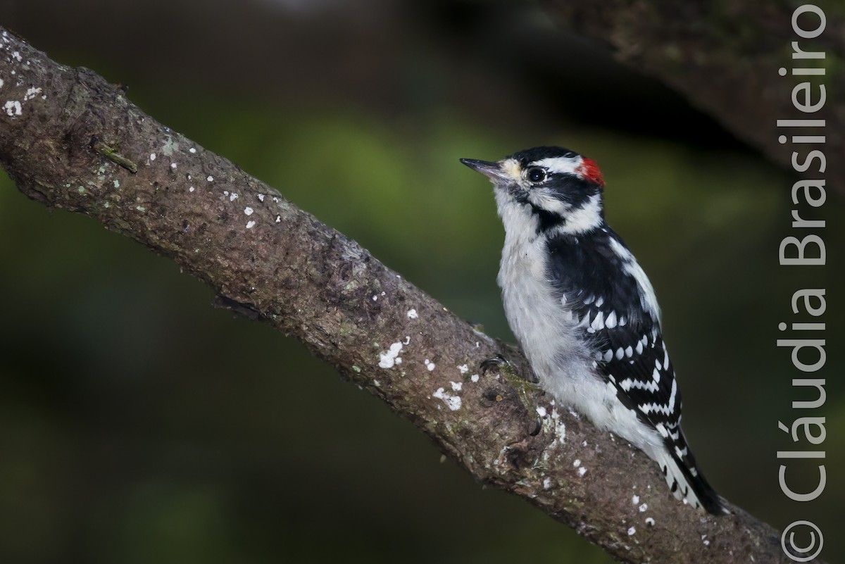 Downy Woodpecker - Claudia Brasileiro