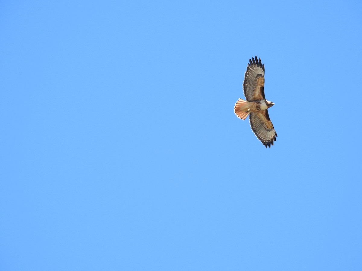 Red-tailed Hawk - ML616230812