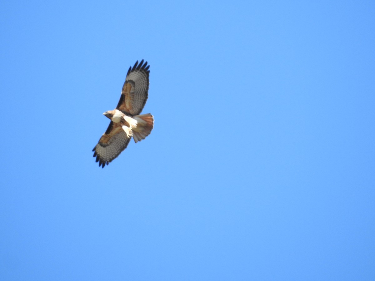 Red-tailed Hawk - ML616230813