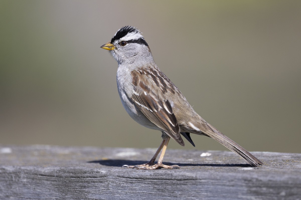 White-crowned Sparrow - ML616230836