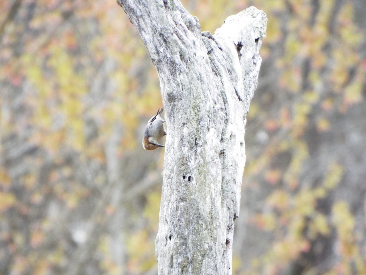 Brown-headed Nuthatch - ML616230983