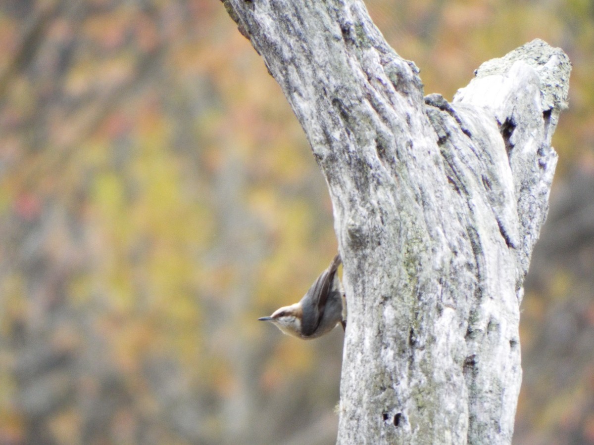 Brown-headed Nuthatch - ML616230985