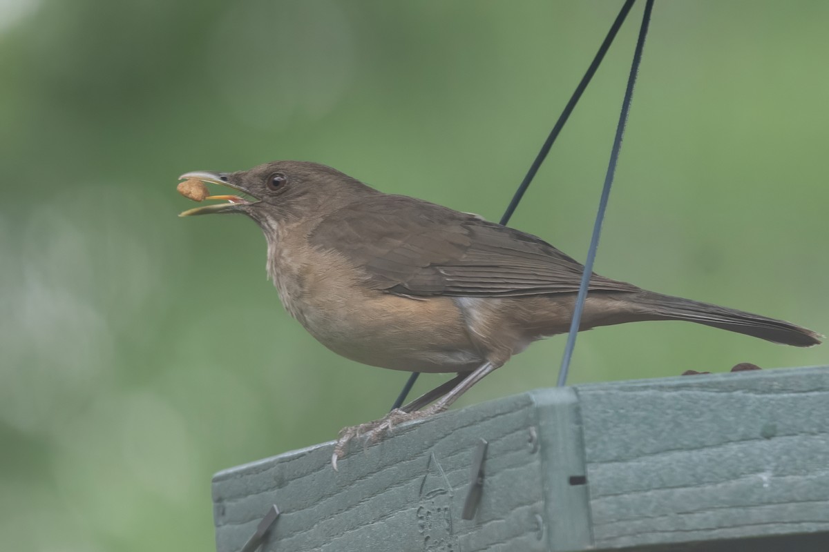 Clay-colored Thrush - Mike Stewart