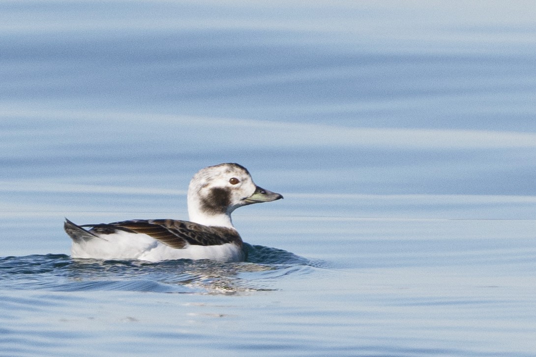 Long-tailed Duck - ML616231160