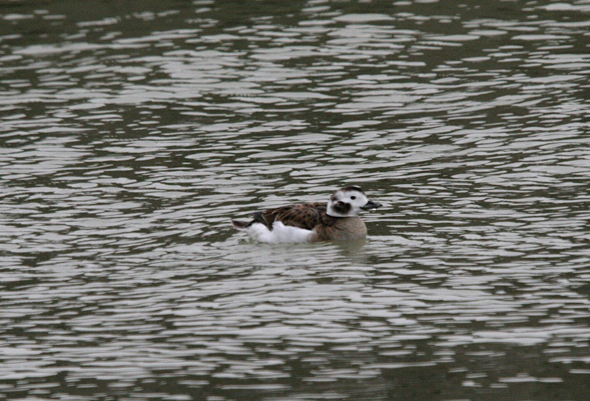 Long-tailed Duck - ML616231330