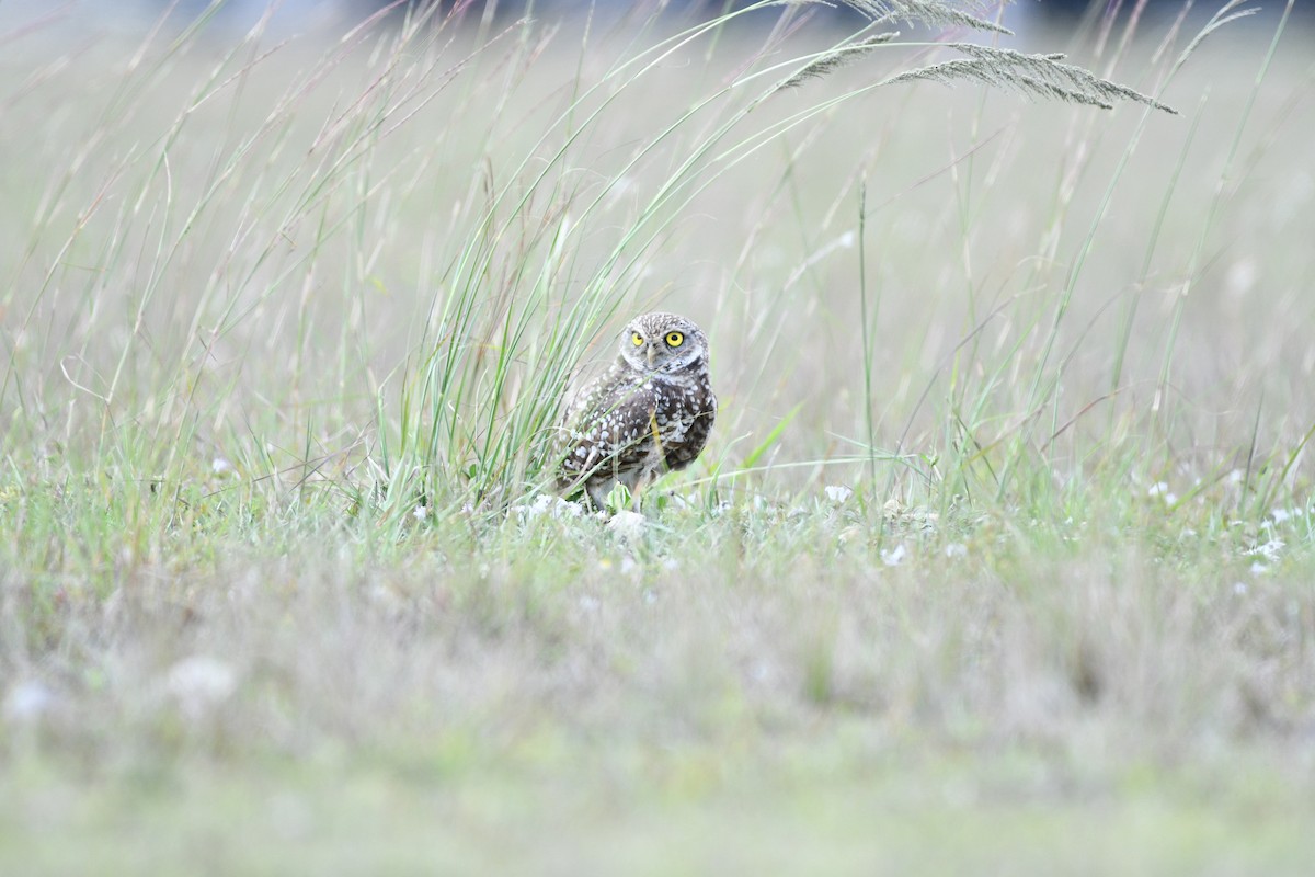 Burrowing Owl (Florida) - ML616231593