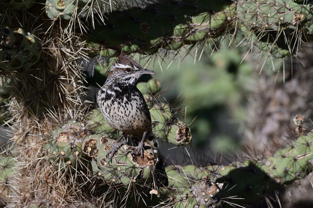 ML616231639 - Cactus Wren - Macaulay Library