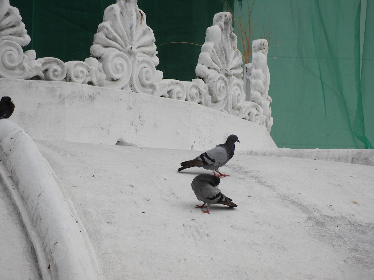 Rock Pigeon (Feral Pigeon) - ML616231662