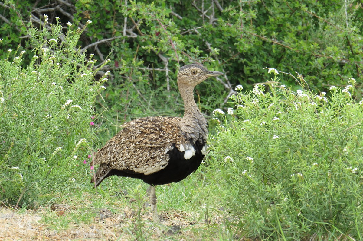 Red-crested Bustard - ML616231666