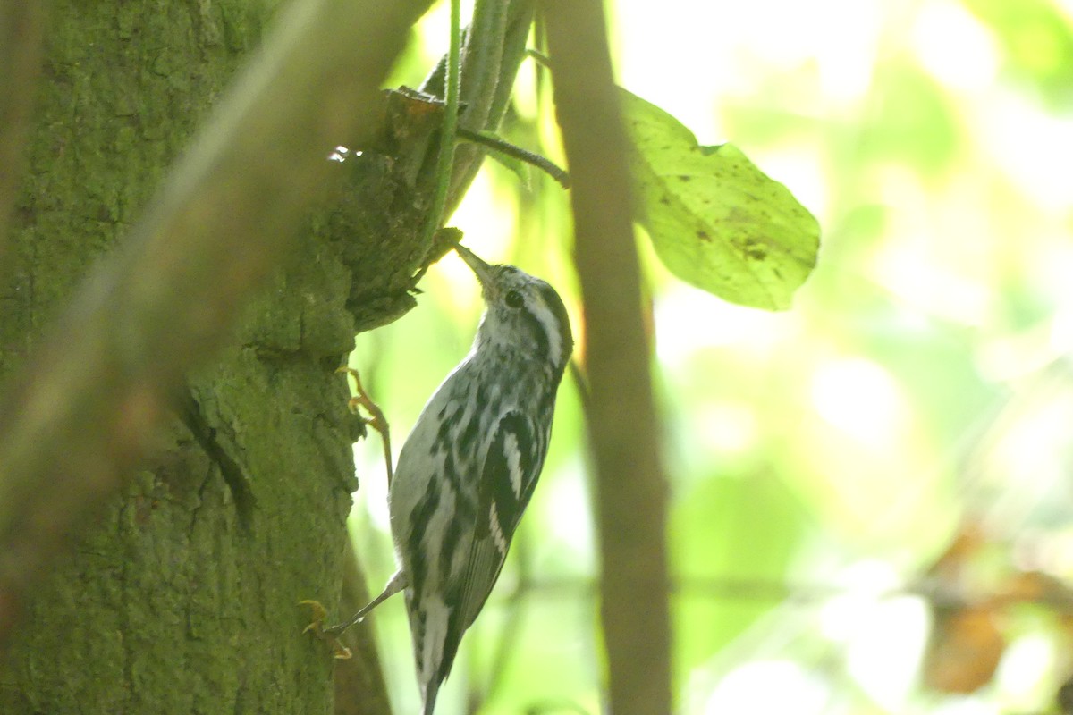 Black-and-white Warbler - ML616231757