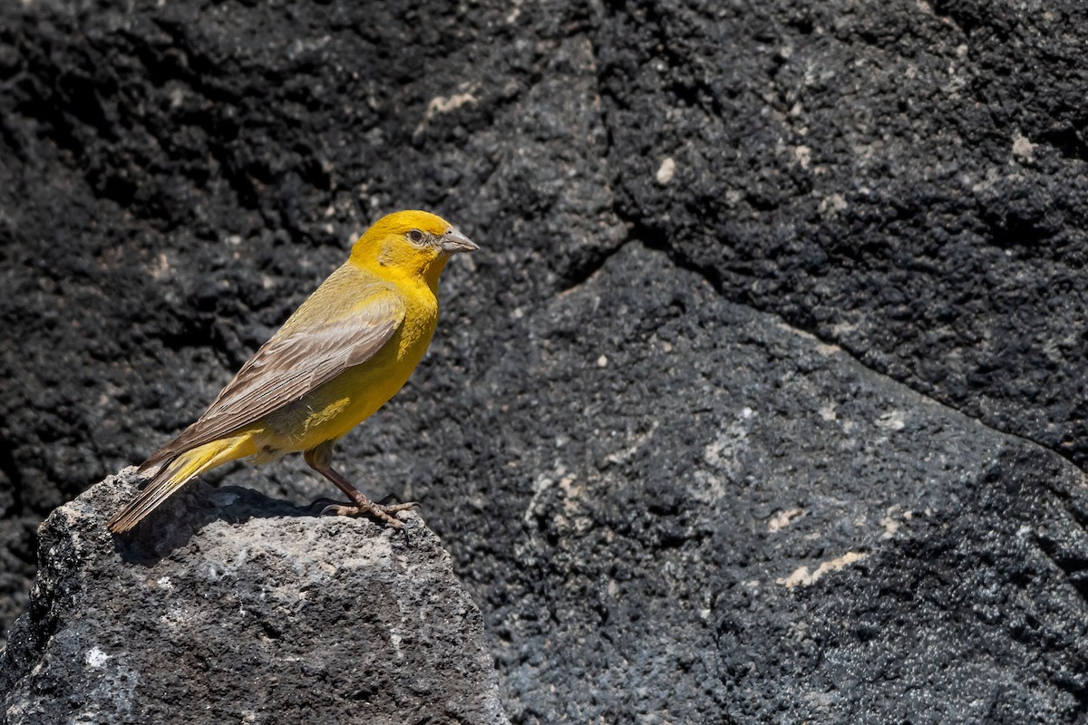 Greater Yellow-Finch - ML616231812