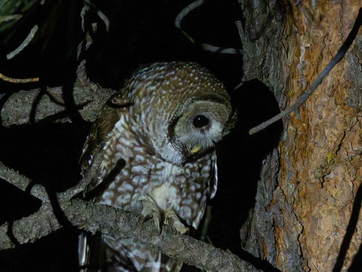 Spotted Owl (Mexican) - ML616231880