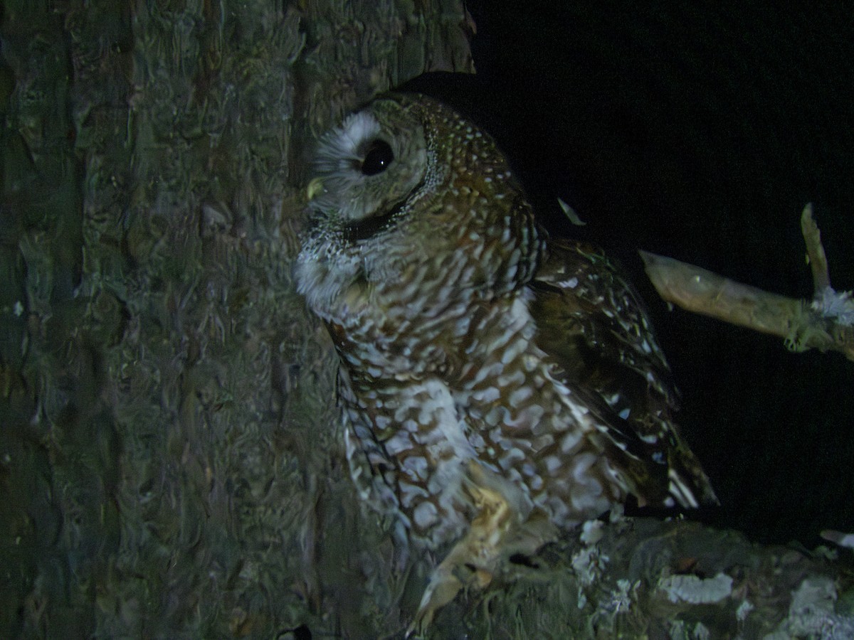 Spotted Owl (Mexican) - ML616231908