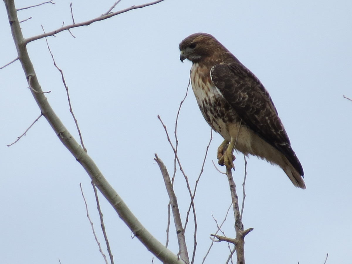 Red-tailed Hawk - ML616232287