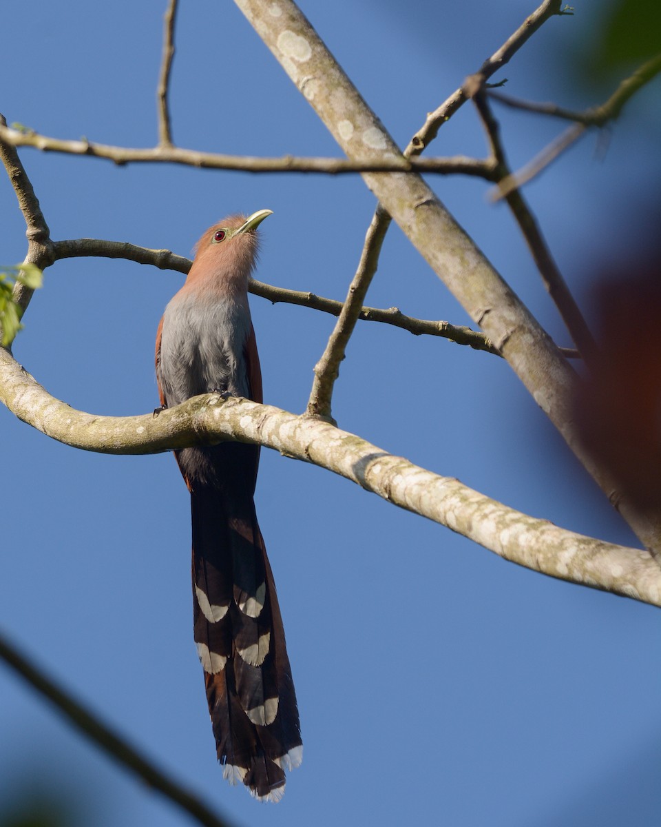 Squirrel Cuckoo (Middle America) - ML616232314