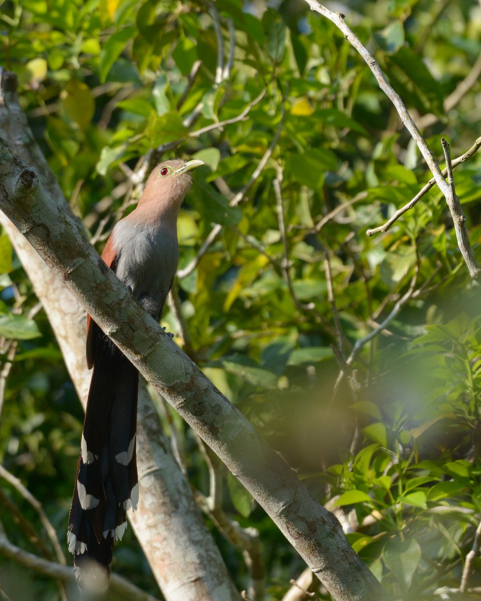 Squirrel Cuckoo (Middle America) - ML616232316