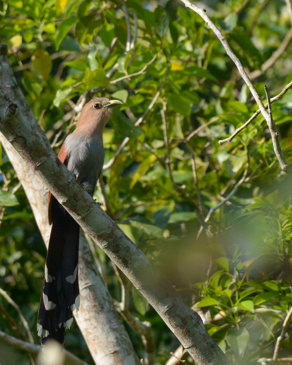 Squirrel Cuckoo (Middle America) - Luis Trinchan