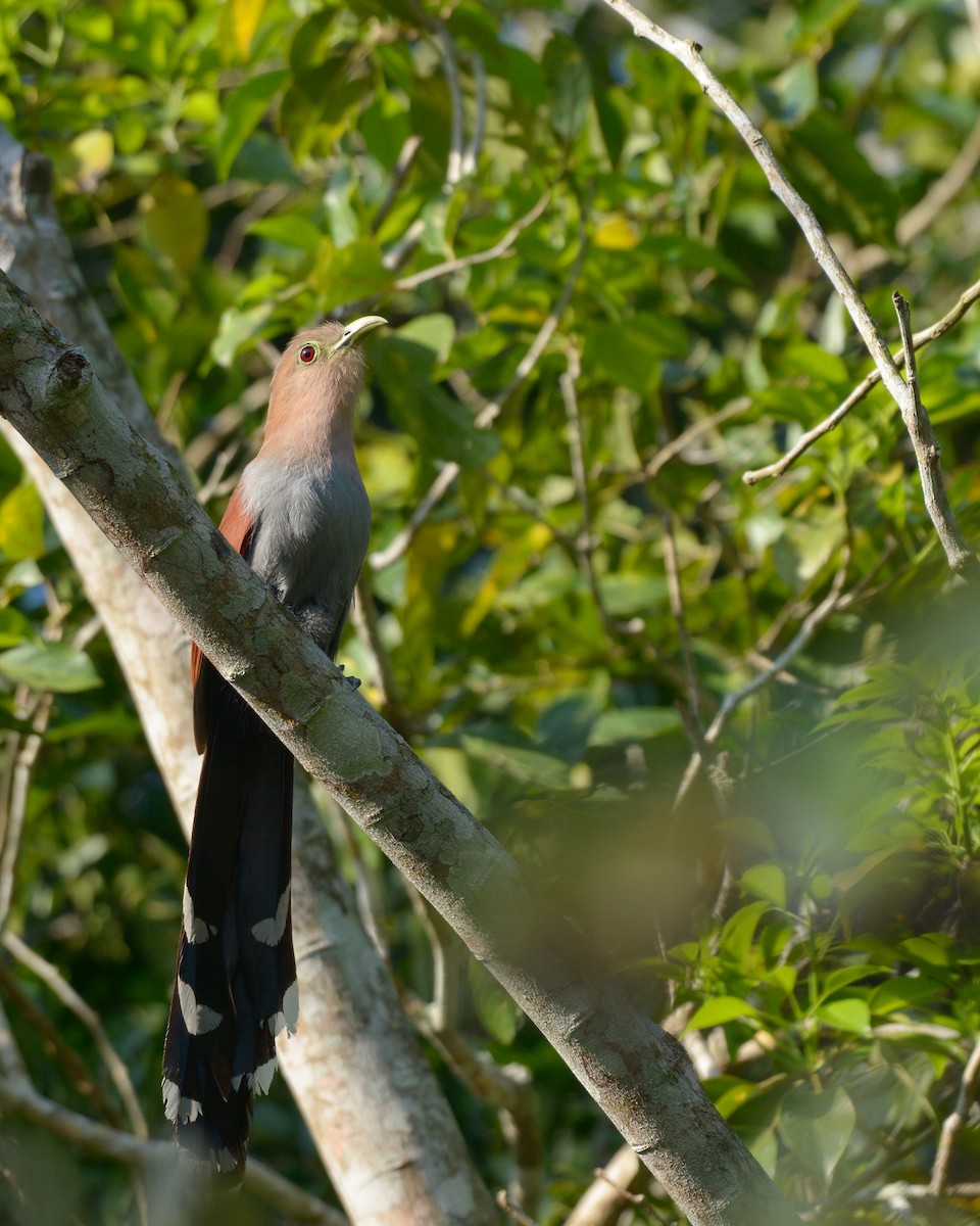 Squirrel Cuckoo (Middle America) - ML616232318