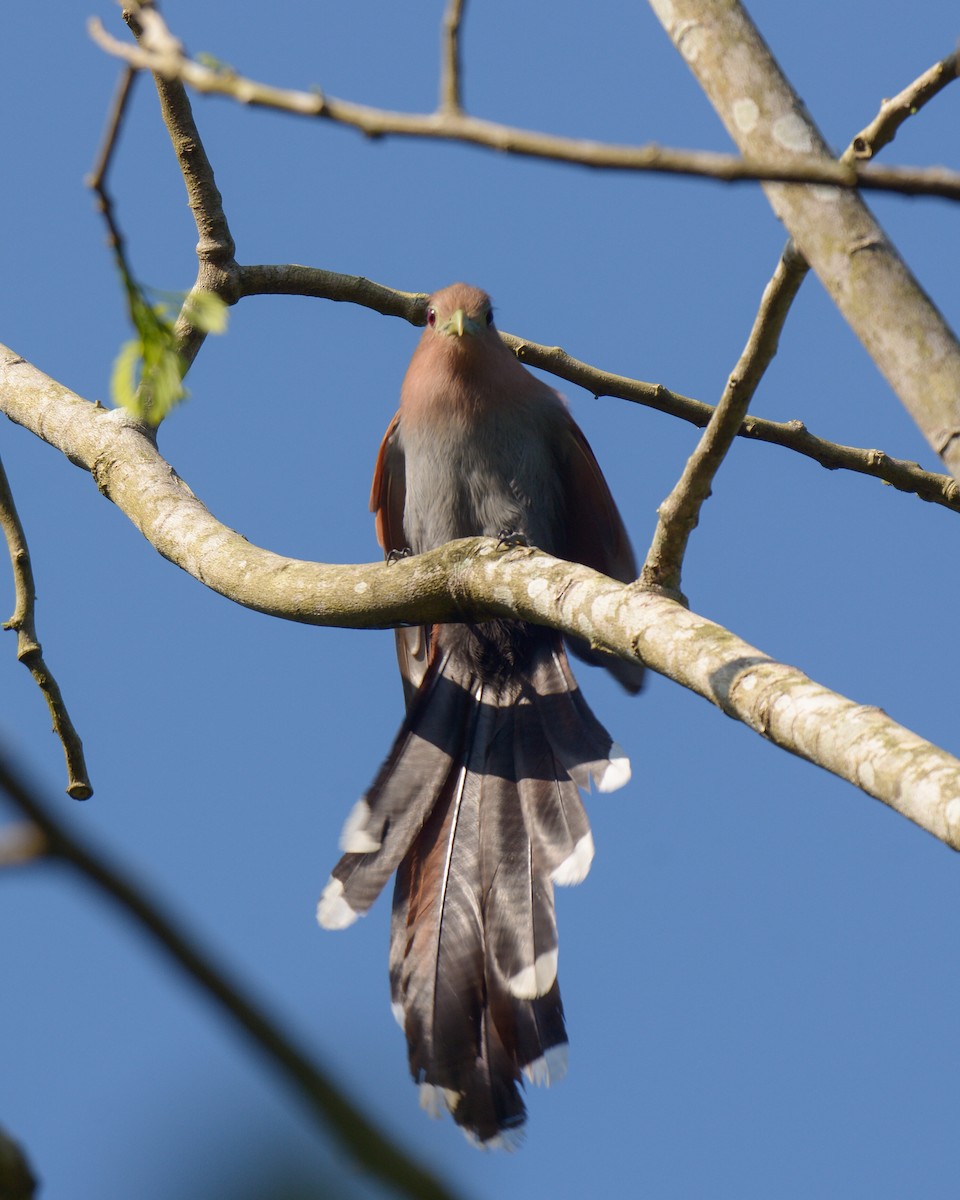 Squirrel Cuckoo (Middle America) - Luis Trinchan