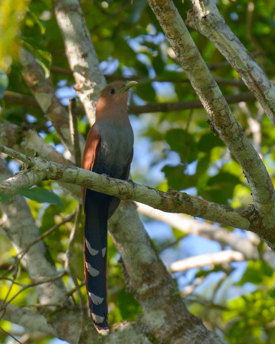 Squirrel Cuckoo (Middle America) - ML616232392