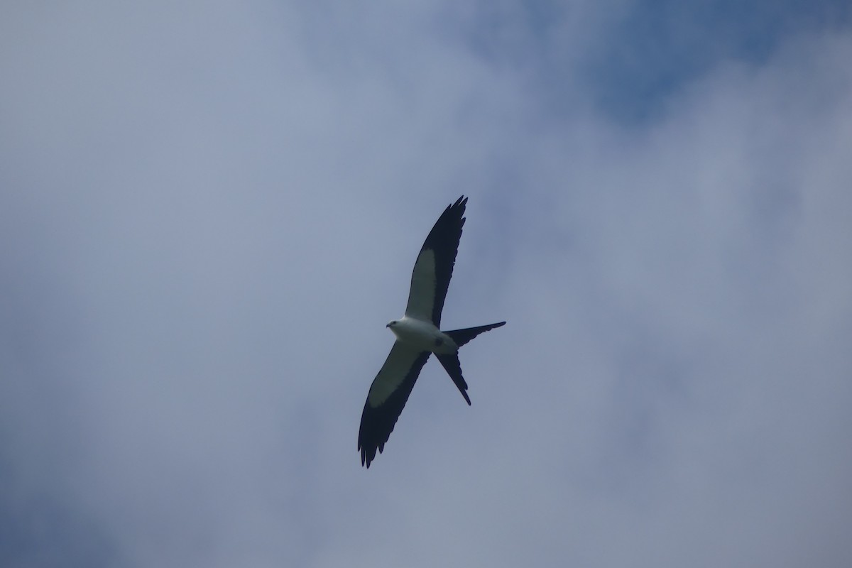 Swallow-tailed Kite - ML616232466