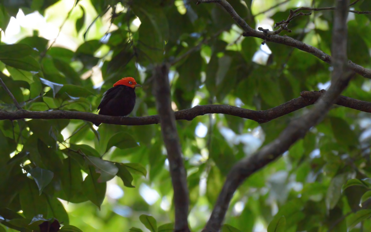 Red-capped Manakin - ML616232475
