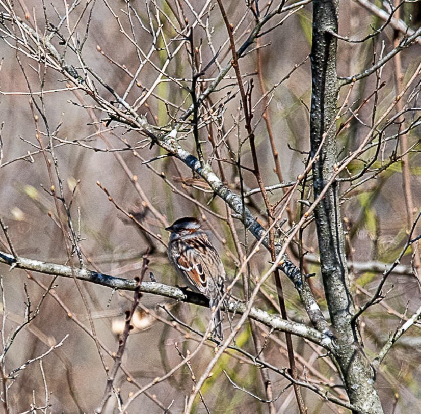 American Tree Sparrow - ML616232716