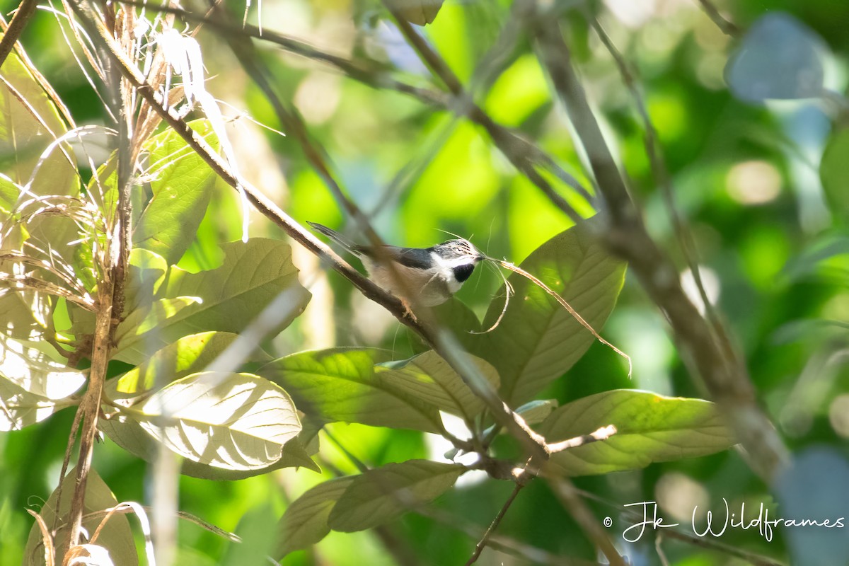 Black-throated Tit (Gray-crowned) - ML616233019