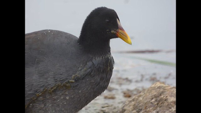 Red-fronted Coot - ML616233101