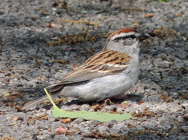 Chipping Sparrow - ML616233191
