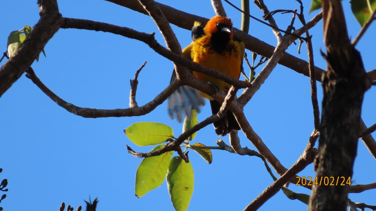 Spot-breasted Oriole - ML616233376