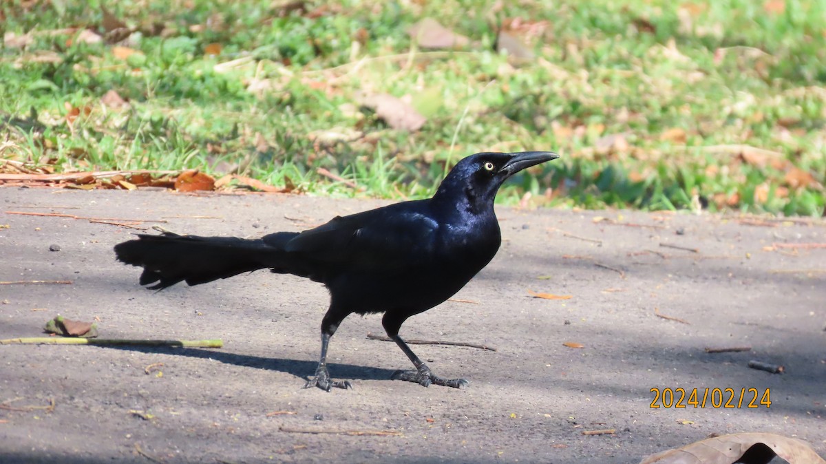 Great-tailed Grackle - ML616233431