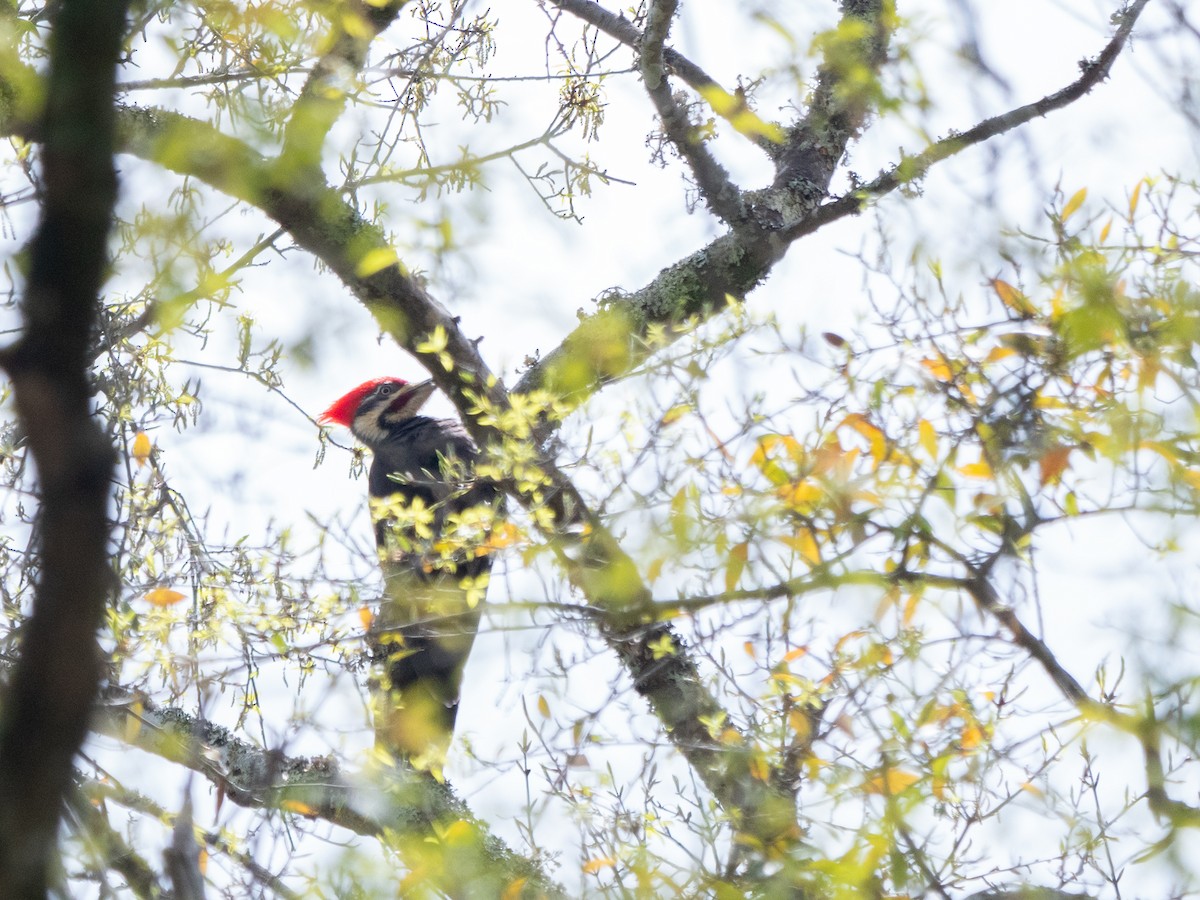 Pileated Woodpecker - ML616233587