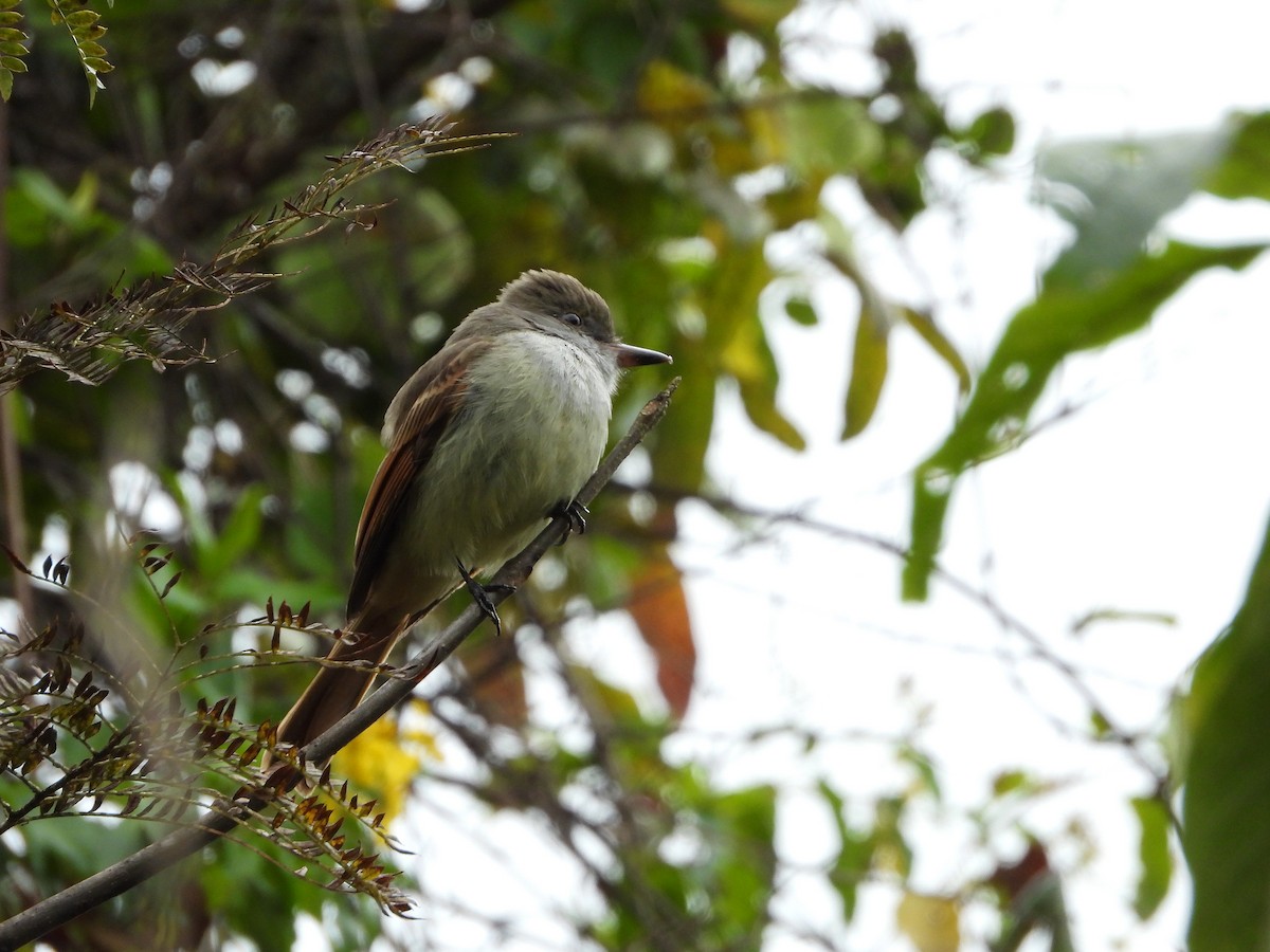Rufous-tailed Flycatcher - ML616233740