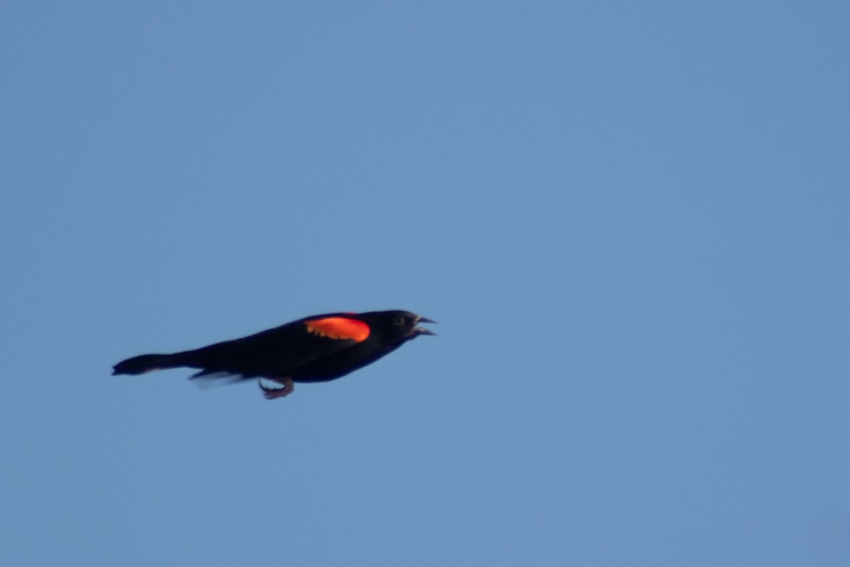 Red-winged Blackbird - Alejandro López Michelena