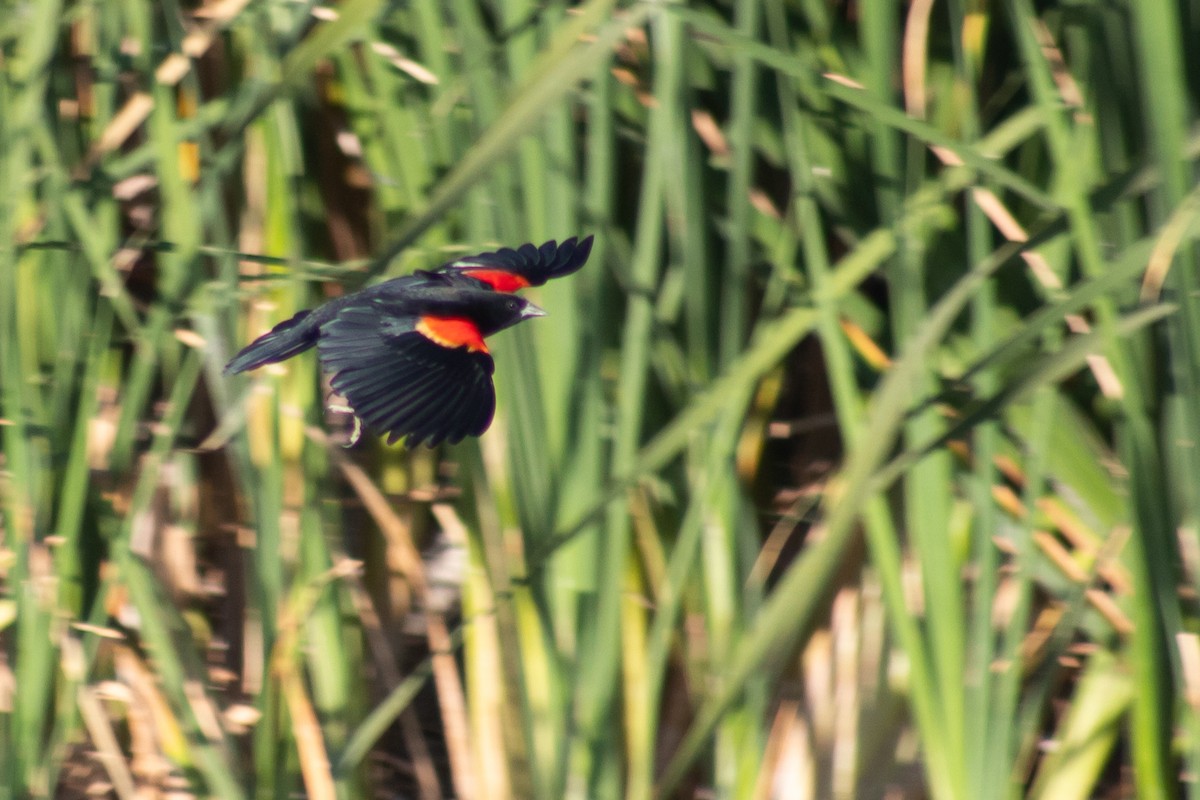 Red-winged Blackbird - ML616233808