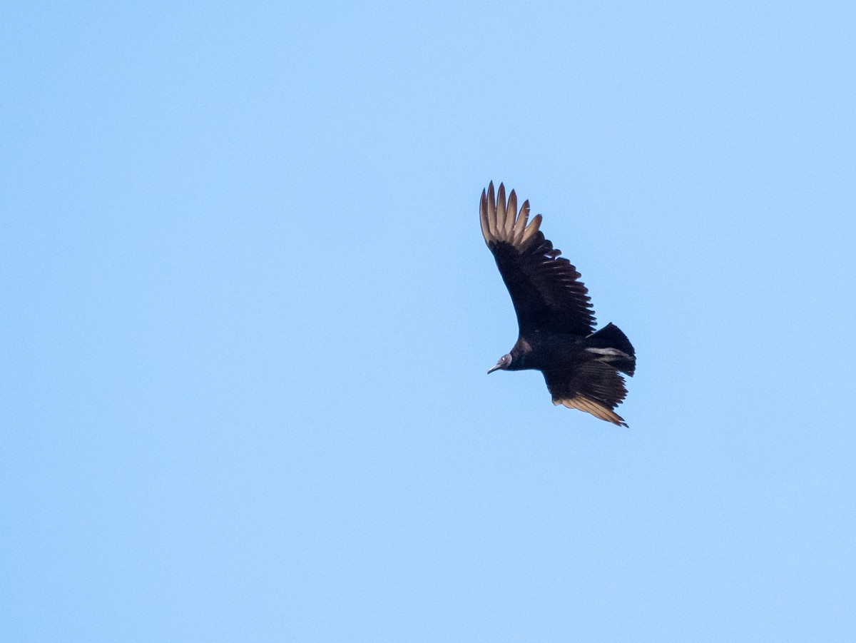 Black Vulture - ML616233828