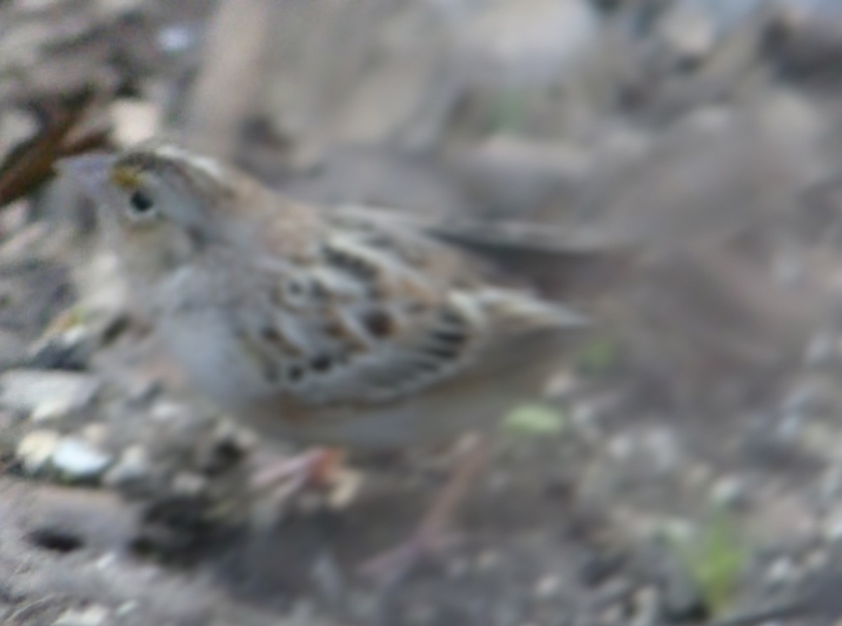 Grasshopper Sparrow - ML616233852