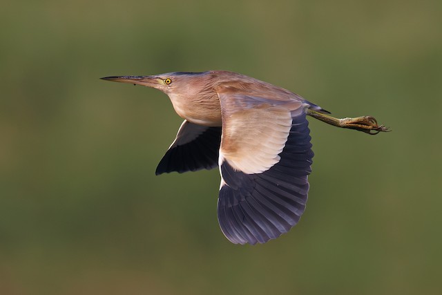 Male Definitive Basic in flight. - Yellow Bittern - 