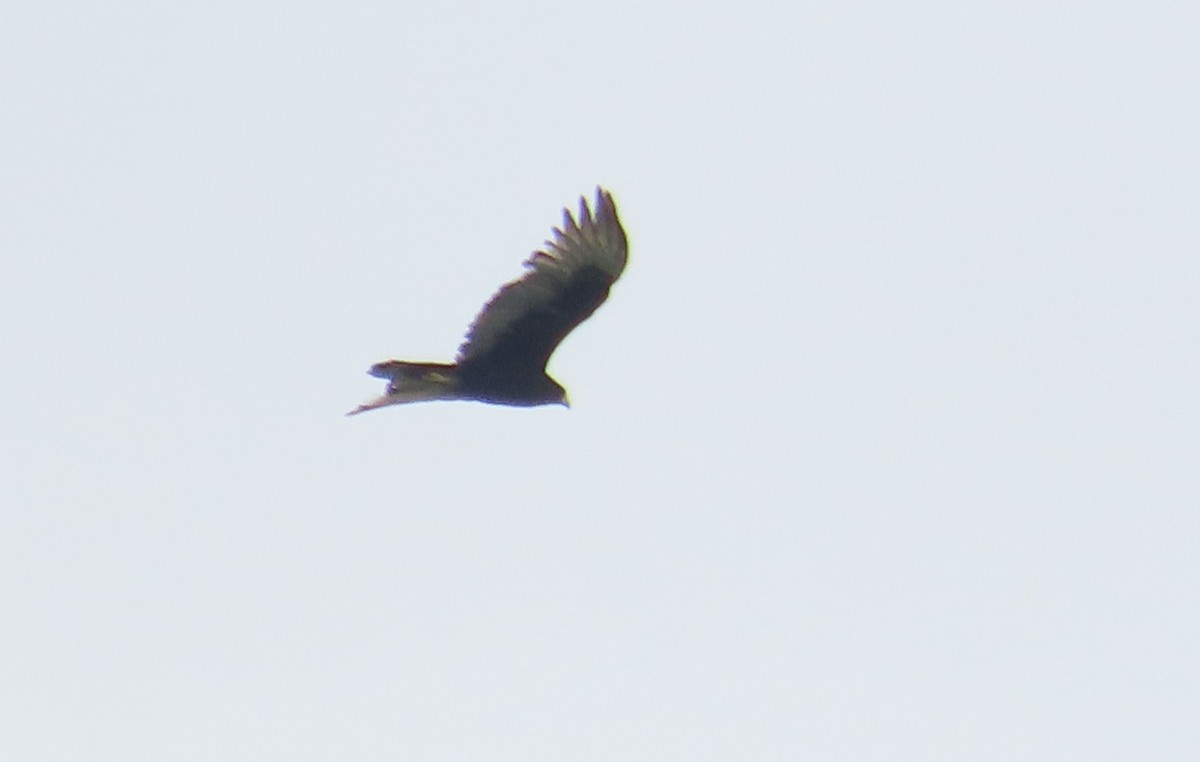 Zone-tailed Hawk - ML616233910